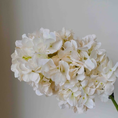 Kunstbloem hortensia wit